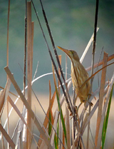 Yellow Bittern