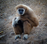 White-handed Gibbon