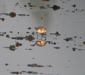 The critically endangered Spoon-billed Sandpiper at Pak Thale. Photo by Gina Nichol.