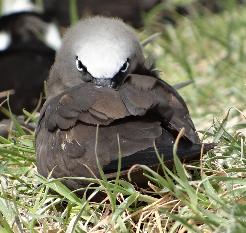 Brown Noddy