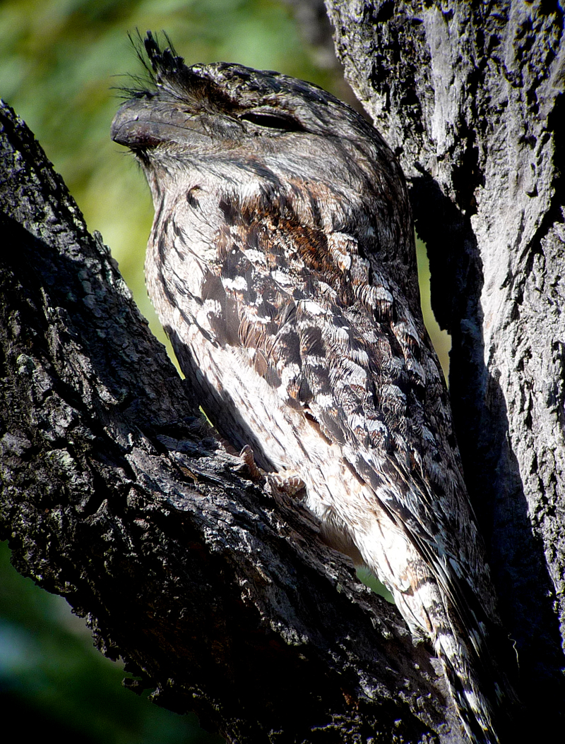 Tawny Frogmouth 