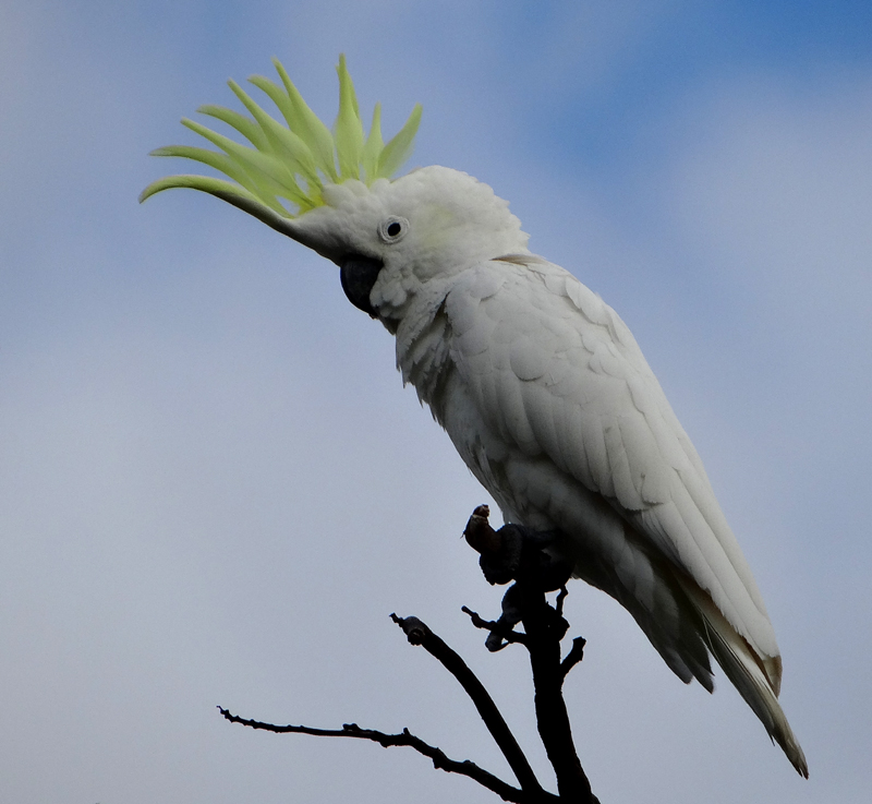 SULPHUR-CRESTED COCKATOO