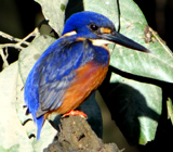 Azure Kingfisher