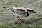 Black-fronted Dotterel