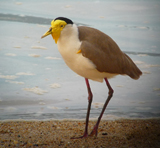 Masked Lapwing