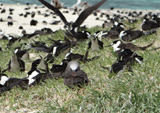 Seabird Colony at Michelmas Cay