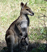 Agile Wallaby