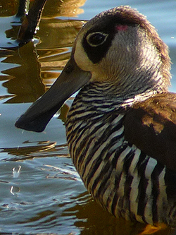 Pink-eared Duck. Photo by Gina Nichol
