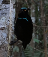 Victoria's Riflebird