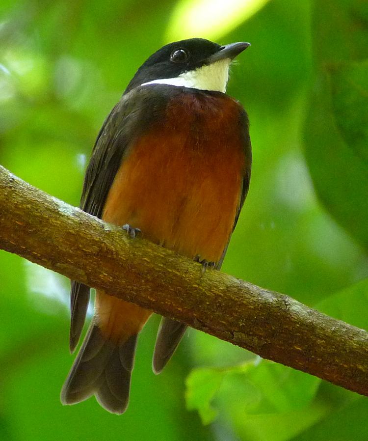 Cristalino Lodge, Brazil - FLAME-CRESTED MANAKIN 