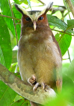 Crested Owl, Cristalino Lodge. Photo � Gina Nichol