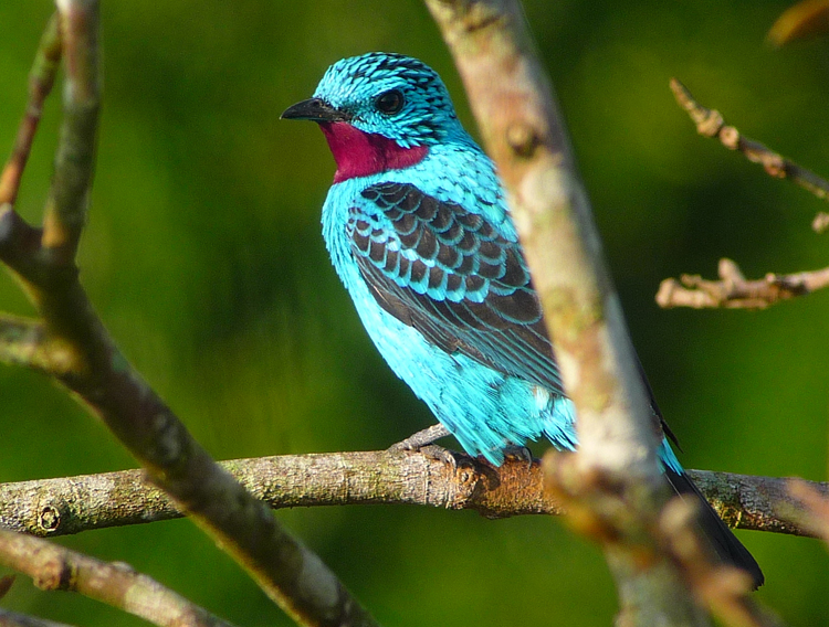 Cristalino Lodge, Brazil - SPANGLED COTINGA