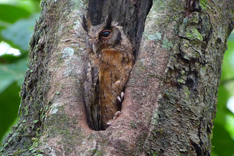 Cristalino Lodge, Brazil - AUSTRAL SCREECH OWL