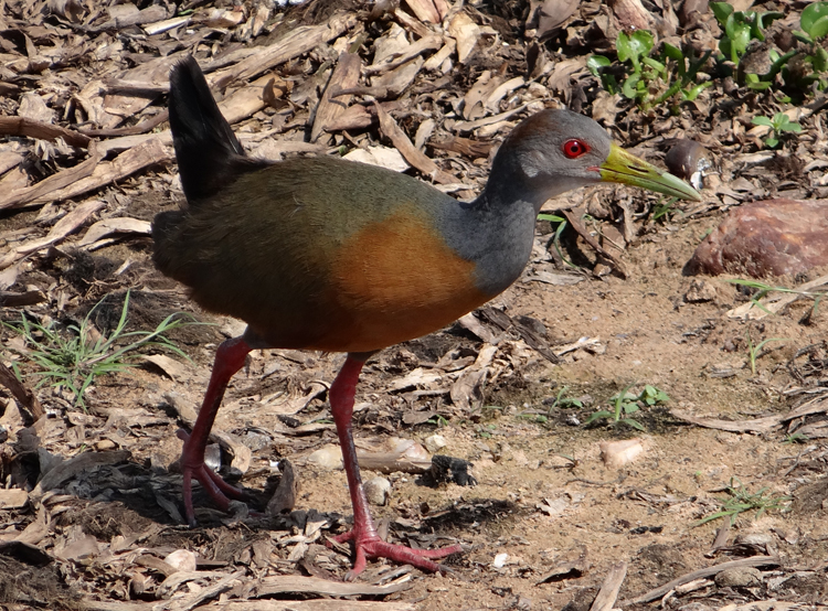 Pantanal, Brazil - GRAY-NECKED WOOD RAIL 