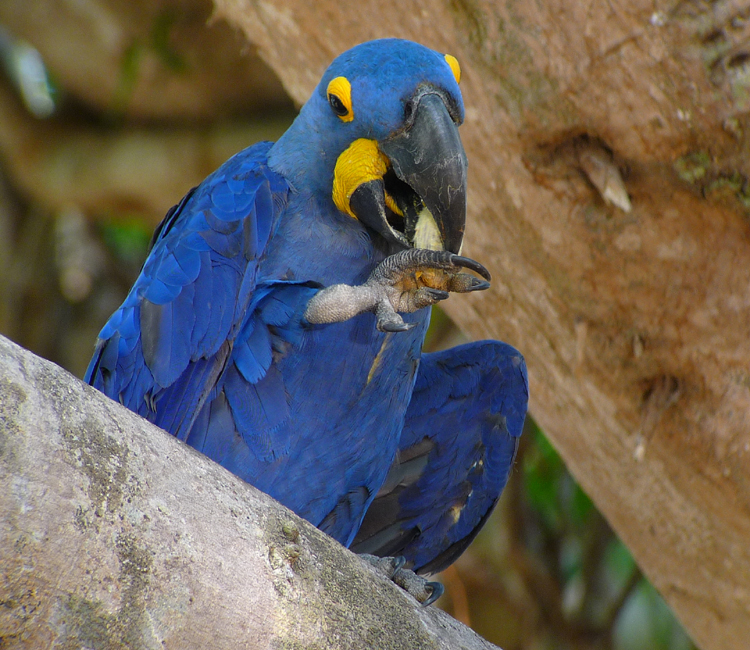 Pantanal, Brazil - HYACINTH MACAW 