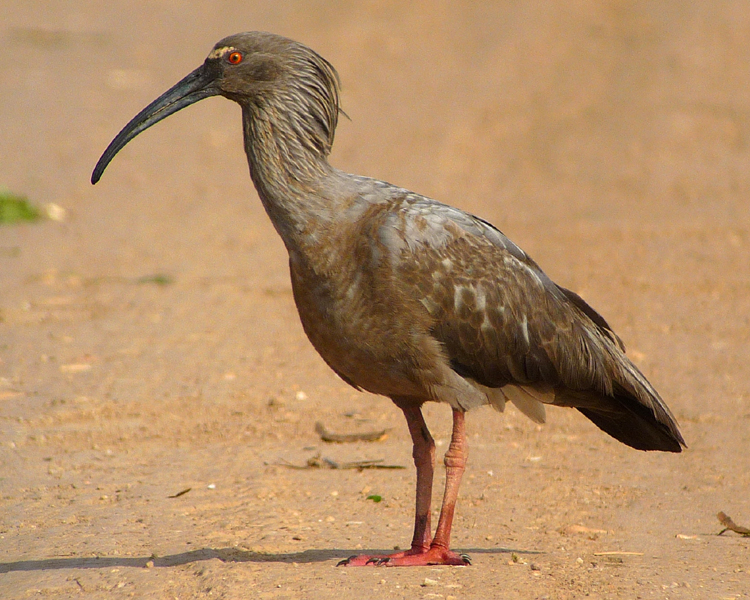 Pantanal, Brazil - PLUMBEOUS IBIS 