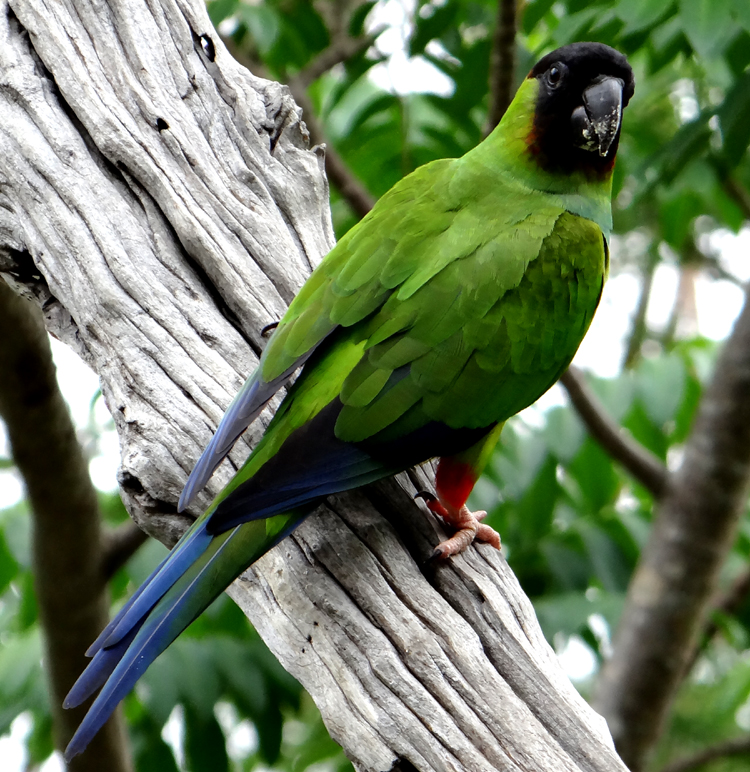 Pantanal, Brazil - NANDAY PARAKEET 