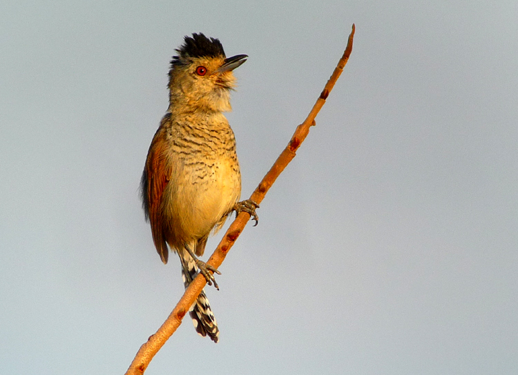 Chapada dos Guimar�es, Brazil - RUFOUS-WINGED ANTSHRIKE 