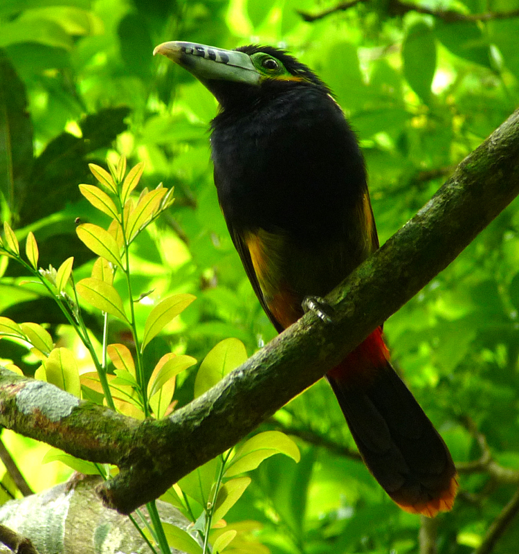 Iguazu Falls, Argentina - SPOT-BILLED TOUCANET 