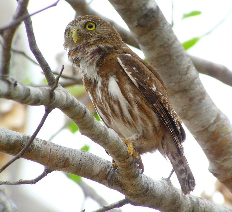 Pantanal, Brazil - FERRUGINOUS PYGMY-OWL
