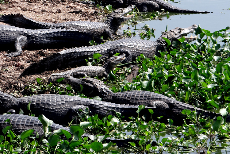 Pantanal, Brazil - YACARE CAIMANS