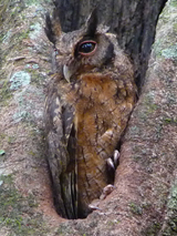 Austral Screech Owl