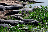 Pantanal Caimans