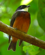 Flame-crested Manakin