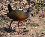 Gray-necked Wood Rail