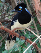 Plush-crested Jay