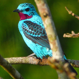 Spangled Cotinga