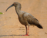 Plumbeous Ibis