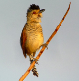 Rufous-winged Antshrike