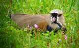 Southern Lapwing