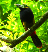 Spot-billed Toucanet