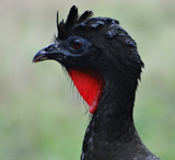 Crested Guan