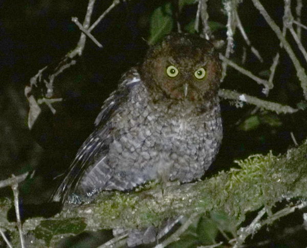 Bare-shanked Screech Owl 