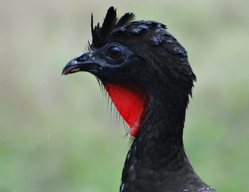 Crested Guan 