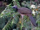 Colombian Chachalaca