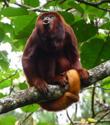 Venezuelan Red Howler Monkey