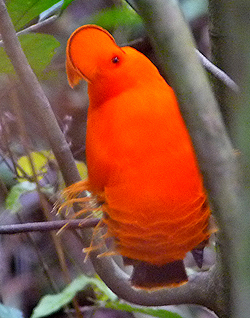 Guianan Cock-of-the-rock. Photo by Gina Nichol.
