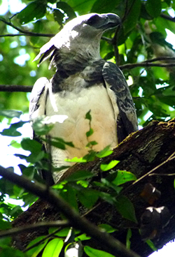 Harpy Eagle. Photo by Gina Nichol