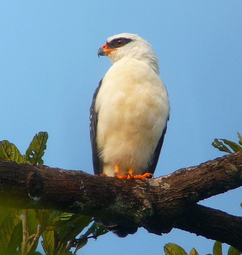 Black-faced Hawk 