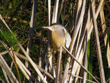 Little Bittern