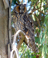 Long-eared Owl