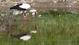 White Stork