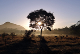 Sunrise in Brazil