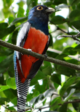 Blue-crowned Trogon