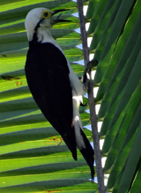 White Woodpecker