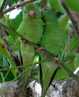 Yellow-chevroned Parakeets in love